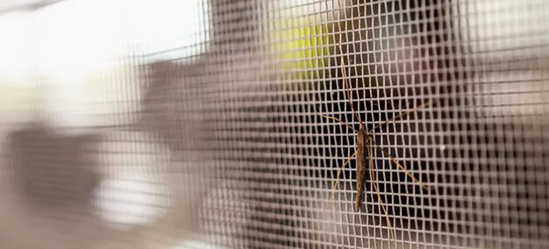 Repair Mosquito Mesh For Windows in East Lake-Orient Park, FL